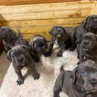 Cane Corso