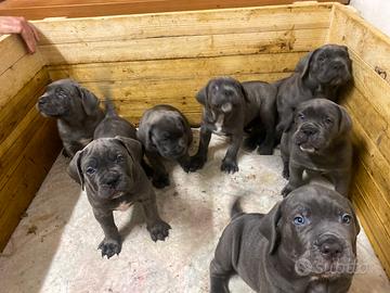 Cane Corso