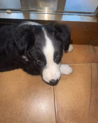 Cuccioli Border Collie
