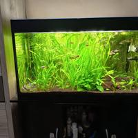 acquario