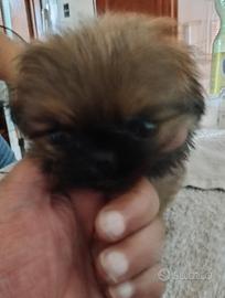 Adorabile