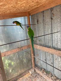 Lory Mollucano