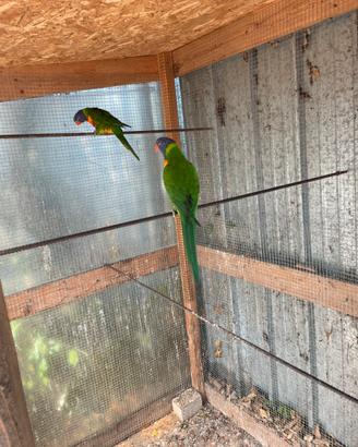 Lory Mollucano