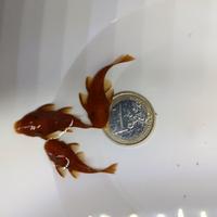 Ancistrus super Red pesci pulitori 5 mesi