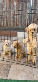 cuccioli di Barboncini Nani