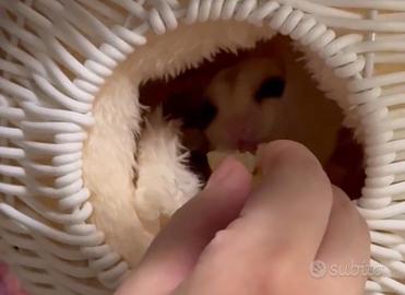 Petauro dello zucchero