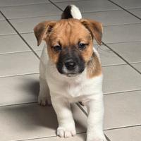 Jack Russell Terrier