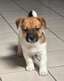 Jack Russell Terrier