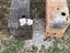 Immagine 2