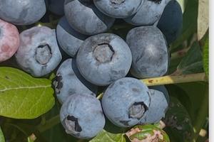 Terreno piantumato mirtilli giganti americani