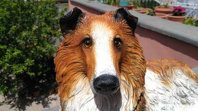 Statua in gesso cane Collie