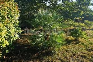 Terreno agricolo via delle Cave, Lido di Savio