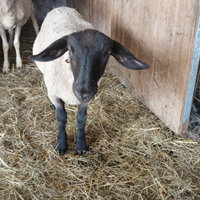 Agnello sulfok