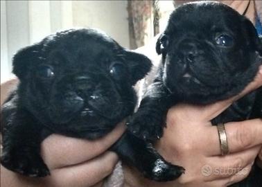 Cuccioli bulldog francese