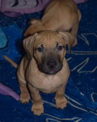 Cuccioli di Pitbull