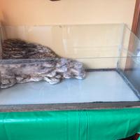 Acquario per tartaruga