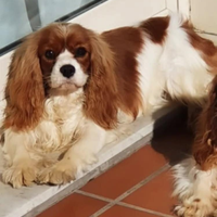 Cavalier king adulto