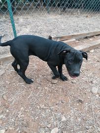 American Pitbull terrier