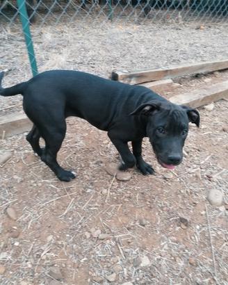 American Pitbull terrier