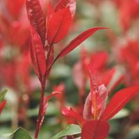 Photinia