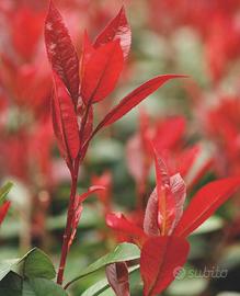Photinia