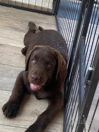Privato vende cuccioli labrador pedigree