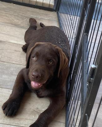 Privato vende cuccioli labrador pedigree