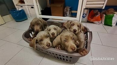Cuccioli di weimaraner ( segugio pubblicità)