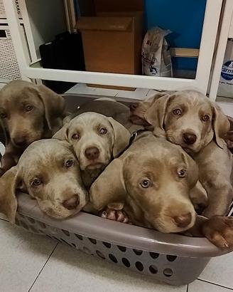 Cuccioli di weimaraner ( segugio pubblicità)