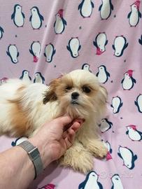 Shih Tzu cucciola femmina taglia toy