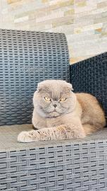 Gatta Scottish fold