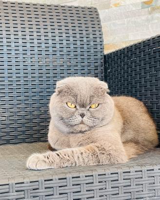 Gatta Scottish fold