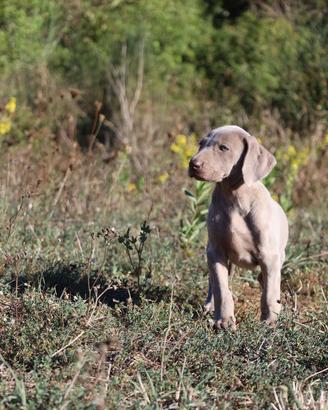 Weimaraner cucciola