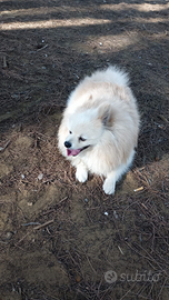 Cuccioli di Volpino Spitz