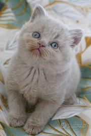 BRITISH Shorthair cucciola