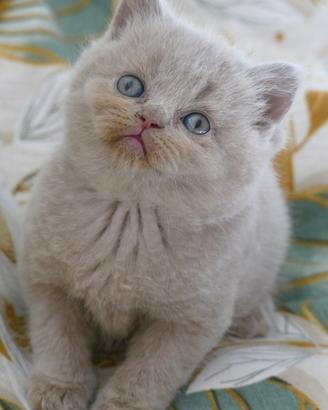 BRITISH Shorthair cucciola