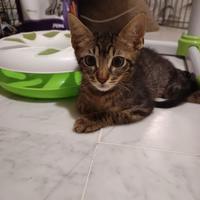 Gattino di due mesi in adozione