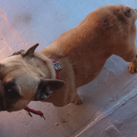 Cane bulldog francese