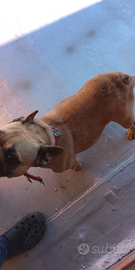 Cane bulldog francese