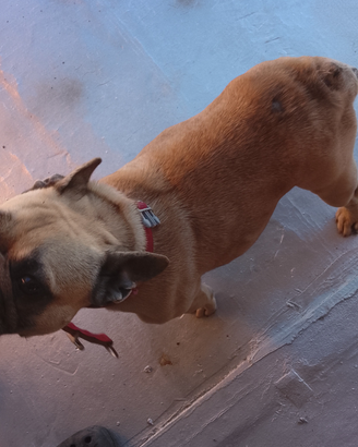 Cane bulldog francese