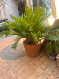 Cycas