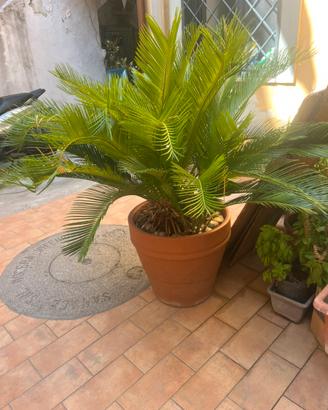 Cycas