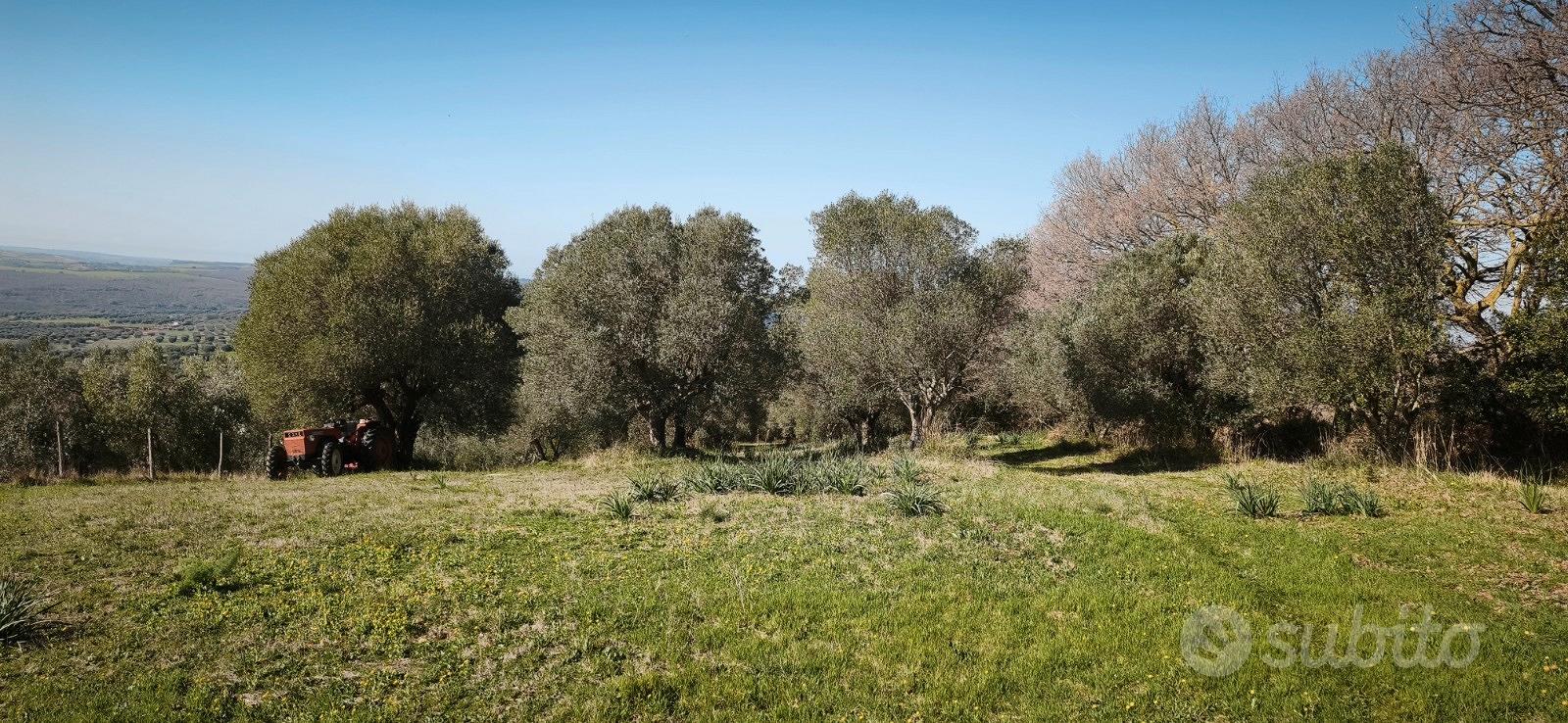 Terreni agricoli coltivati ad olivi - Vista 3
