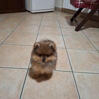 Spitz tedesco nano