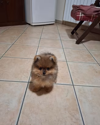 Spitz tedesco nano