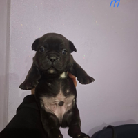 Cuccioli bulldog francese