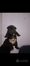 Cuccioli bulldog francese