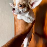 Cucciolo chihuahua