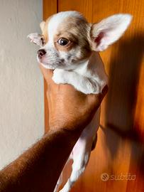 Cucciolo chihuahua