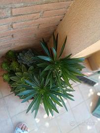 piante ornamentali 